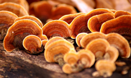 REISHI: Il fungo dalle mille virtù per il benessere psicofisico